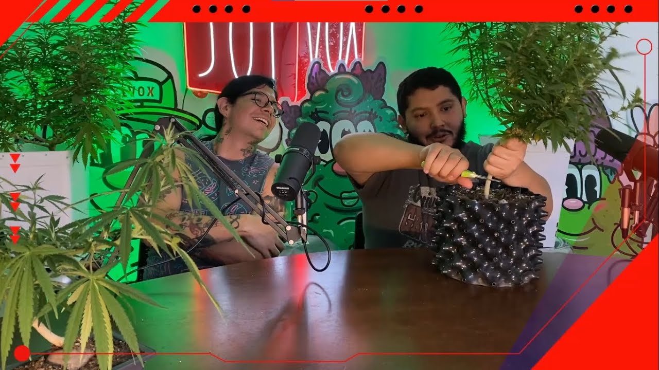 &iquest;Qu&eacute; hacer con las plantas macho? / C&aacute;psulas de cultivo  🌱💪