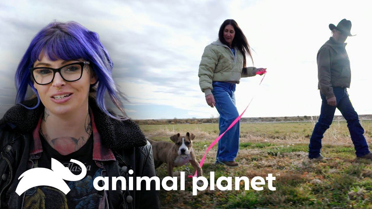 Dramático rescate acaba en dulce y feliz adopción | Pit Bulls y convictos | Animal Planet