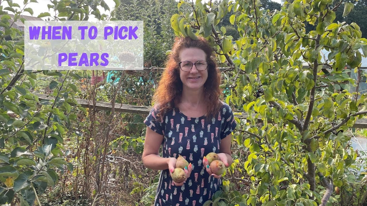 When To Pick Pears - Allotment Gardening For Beginners