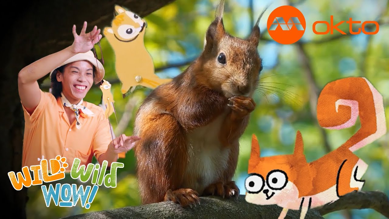 Did you know? This ANIMAL hides FOOD in its CHEEK! | Wild Wild Wow S1E05C | @mediacorpokto
