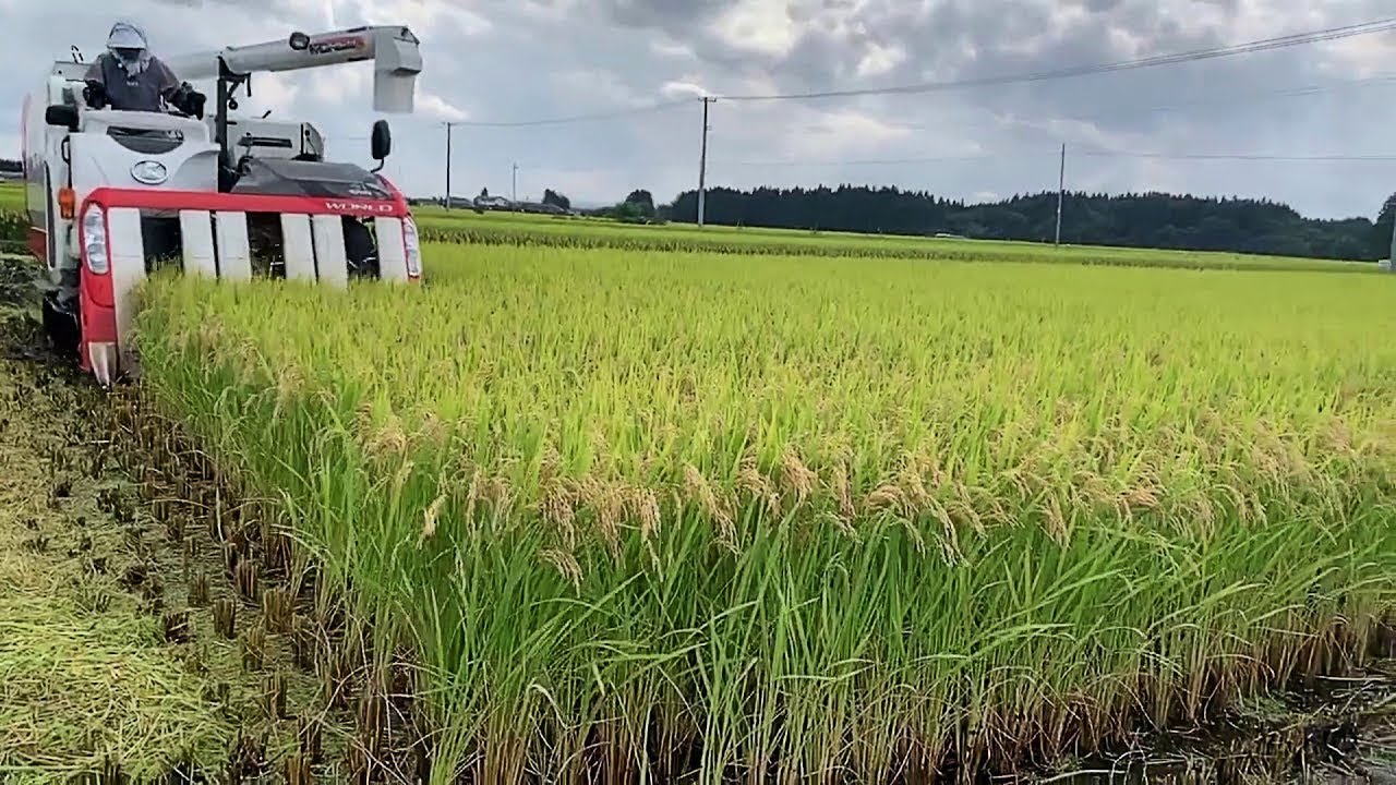 ETTM#ដំណាំស្រូវនៅប្រទេសជប៉ុន#Rice in Japan