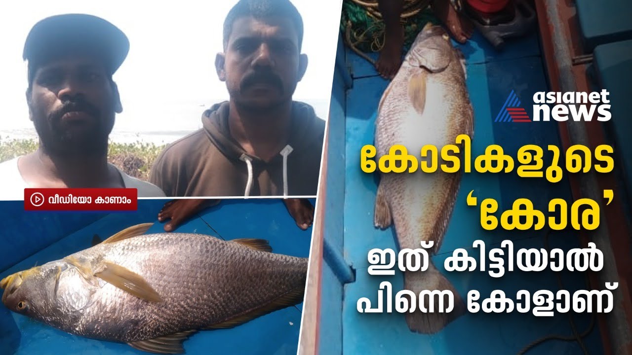 ഒരു മീനിന്റെ വില 59,000 രൂപ; ഇത് 'പൊന്നുതമ്പുരാന്' കിട്ടിയ കോള് | Ghol Fish