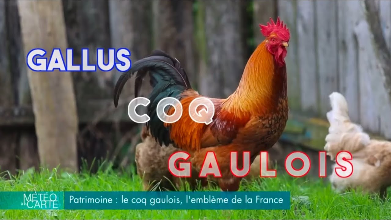 Comment le coq gaulois est-t-il devenu un emblème de la France ? 🇫🇷 ​⁠