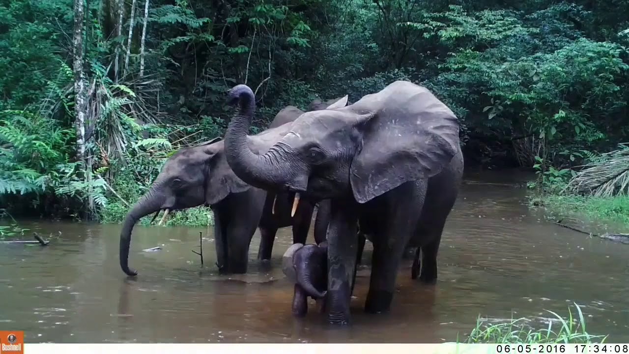 Learn about the origin of elephant behavior