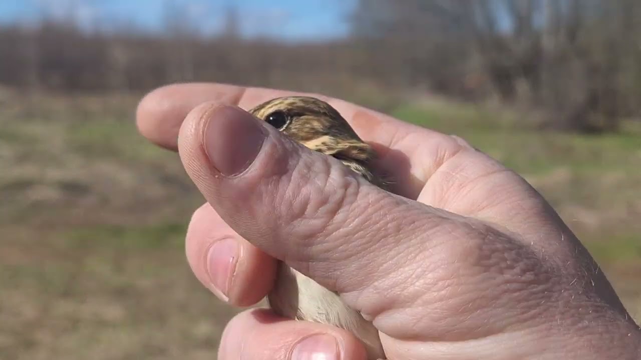 ловля птиц на тайник и путанку, лесной конёк и пеночка весничка😊