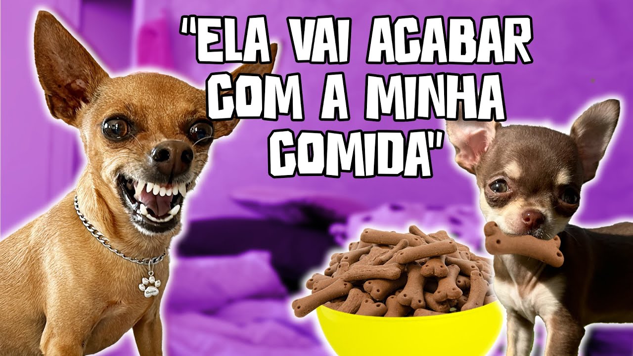 Semana 2 de Conviv&ecirc;ncia e Adapta&ccedil;&atilde;o da POLENTA pelo OLHAR DO NHOQUE!