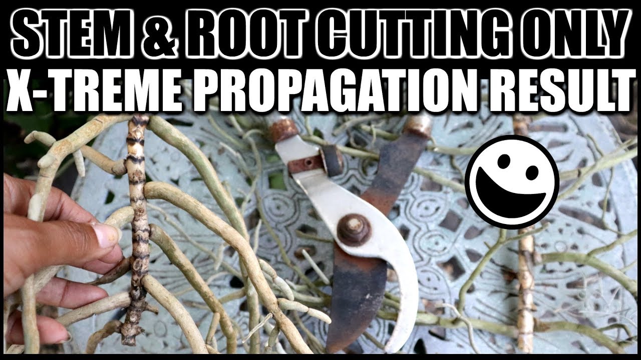 EXTREME VANDA PROPAGATION - STEM  & ROOT CUTTING PROPAGATION