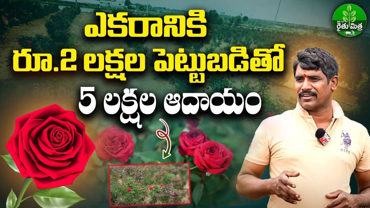 Bullet Rose Farming | ఒకేసారి పెట్టుబడి... 5 సంవత్సరాలు ఆదాయం | Rose Flowers Farming | BIG TV