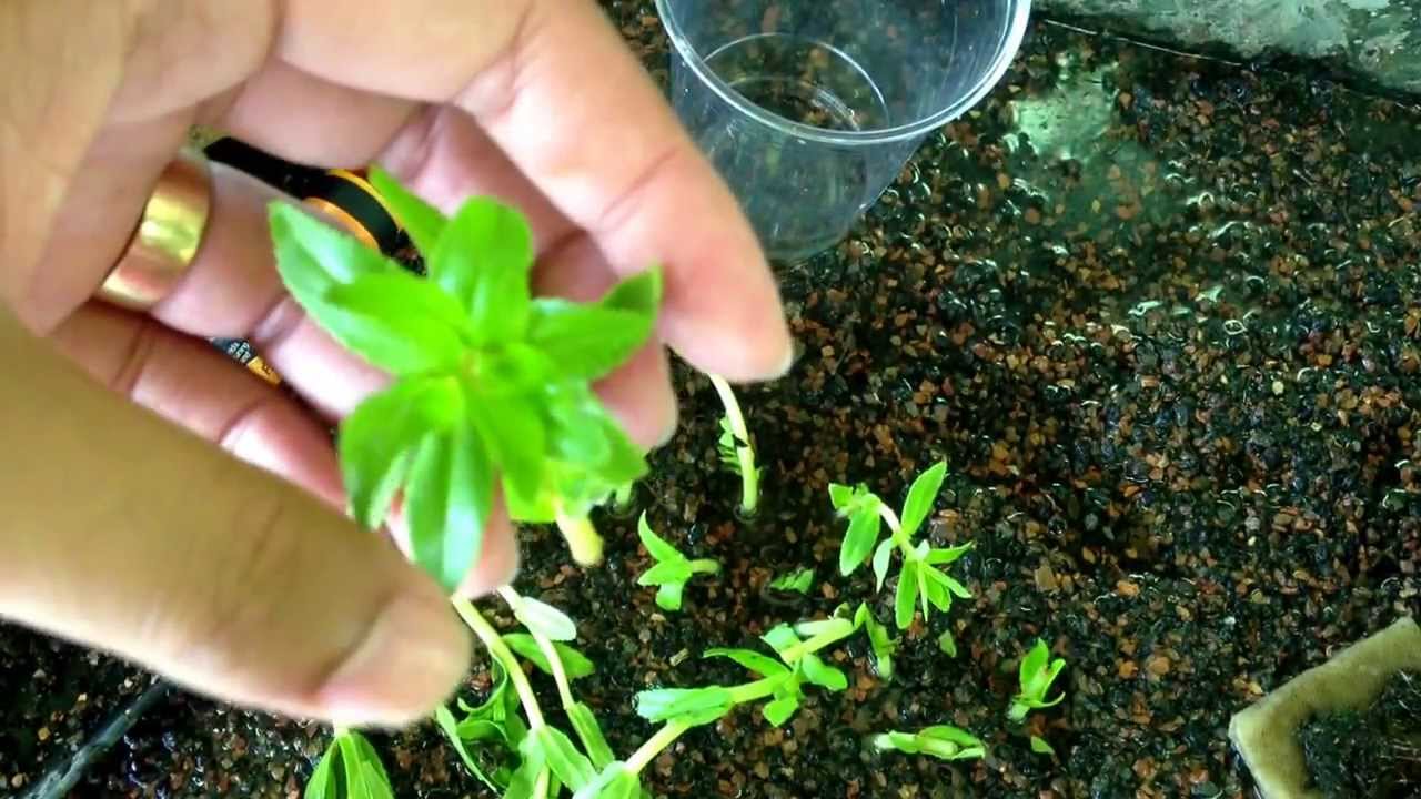 Limnophila Aromatica - Rice Paddy Plant