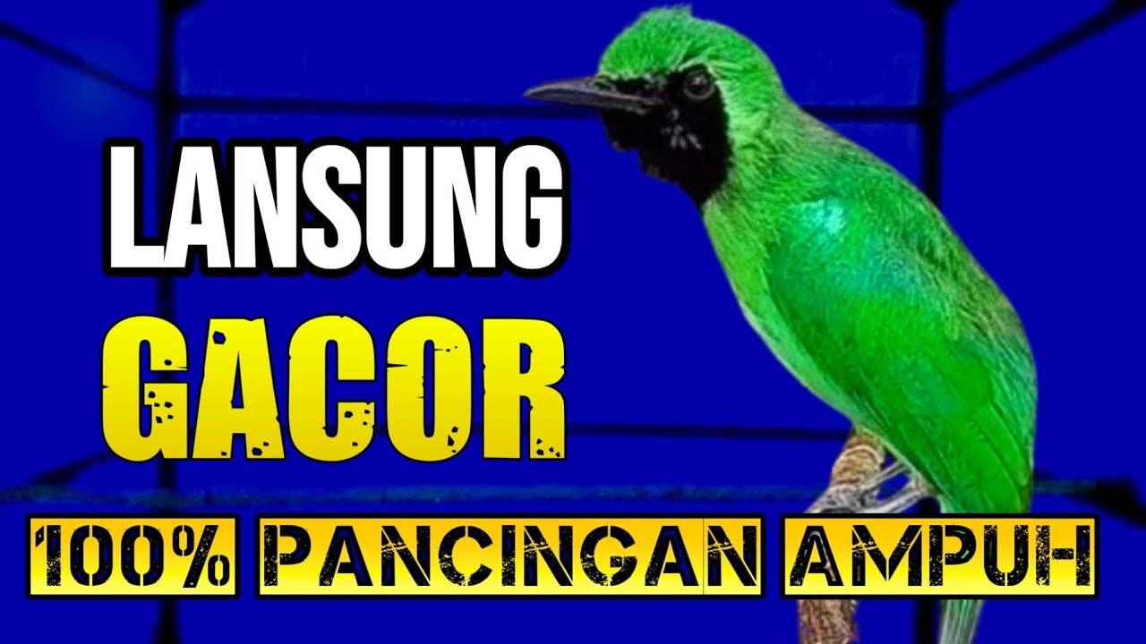TERAPI CUCAK IJO GACOR NGOTOT BUKA PARUH COCOK BUAT PANCINGAN IJO BAHAN AGAR CEPAT ON JAMTROK