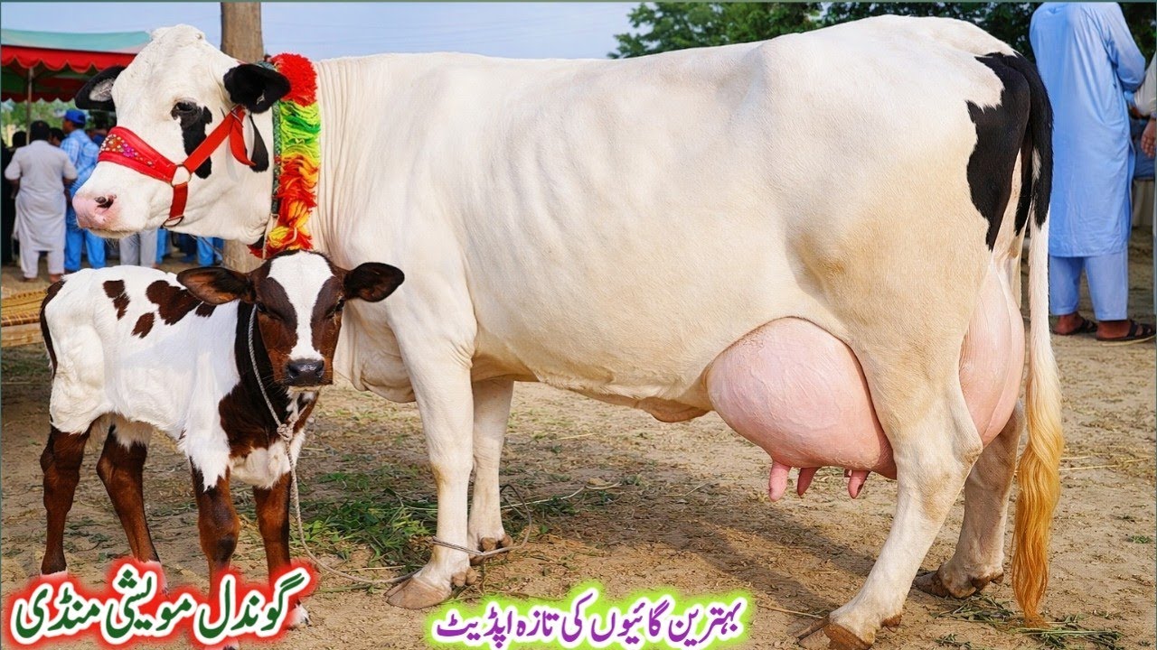 Gondal Mandi latest update 15Feb 2026!hf and jersey cows for sale!pure gir cow for sale!#cow#farming
