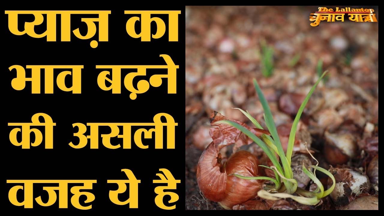 Nasik के onion farmers से जानिए प्याज़ इतना महंगा कैसे हो गया? Nasik Onion