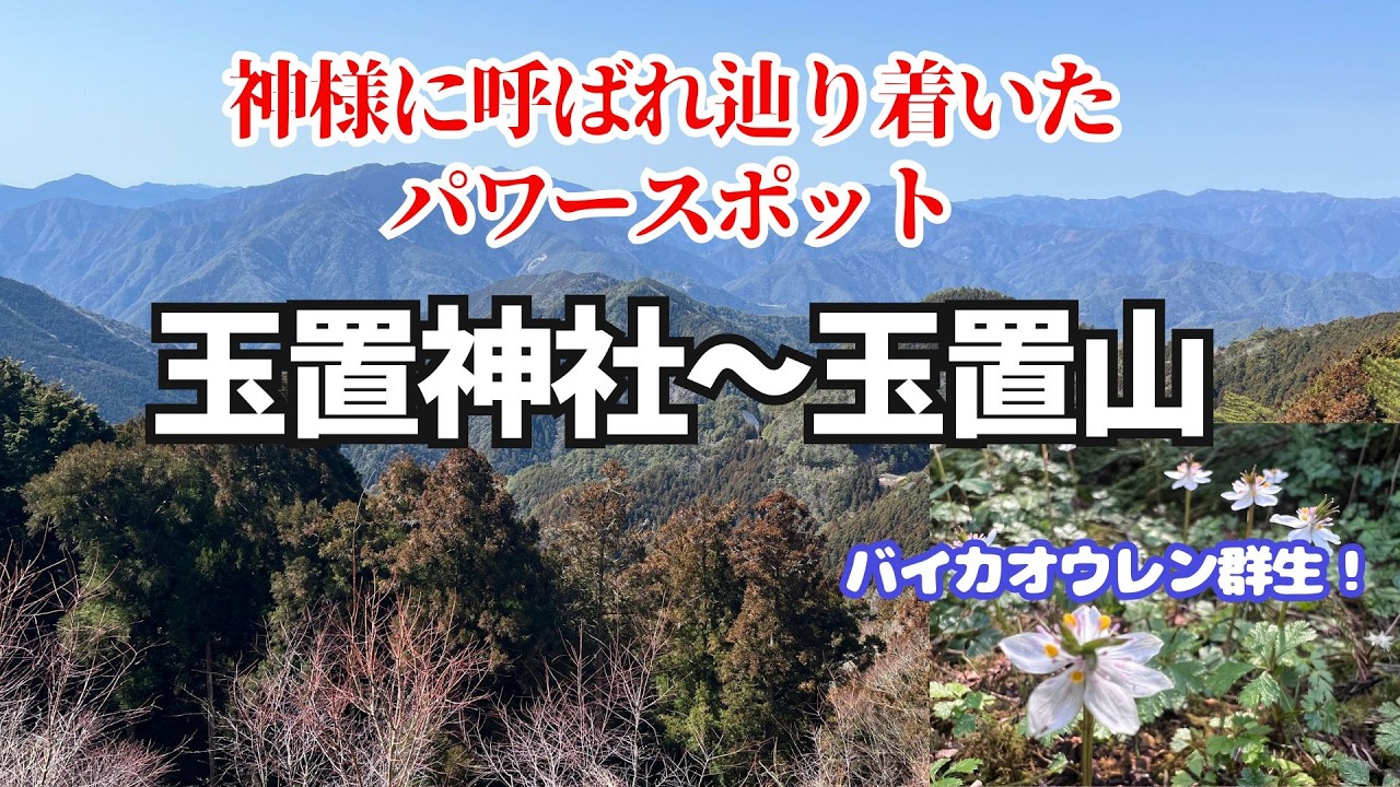 【玉置山登山】神様に呼ばれ辿り着いた玉置神社そしてバイカオウレン！