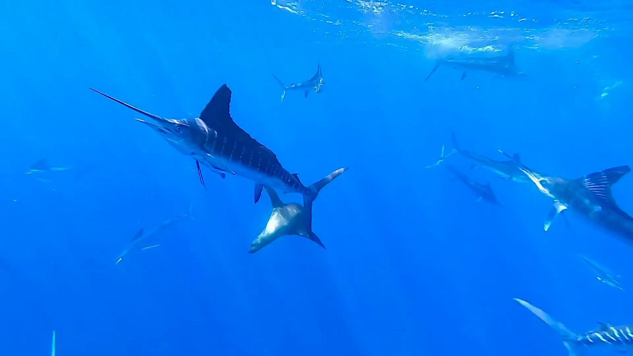 Blue striped Marlins