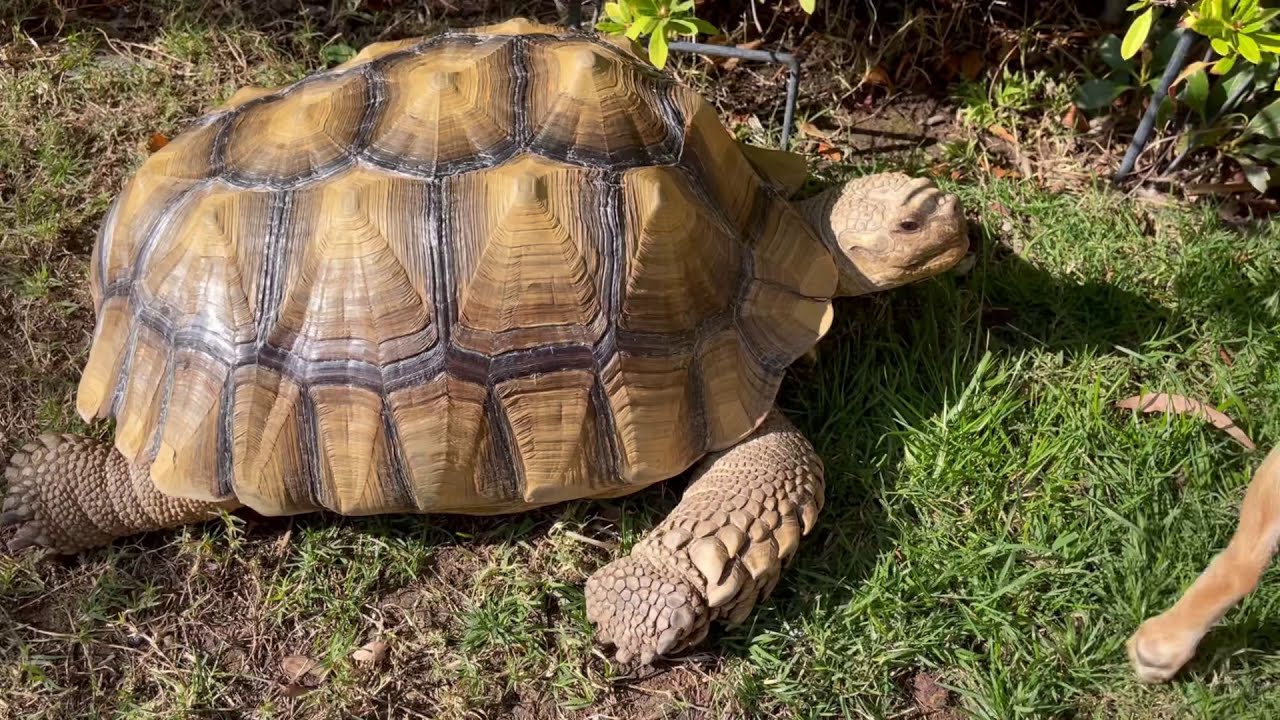 Watch this before you get a sulcata tortoise!