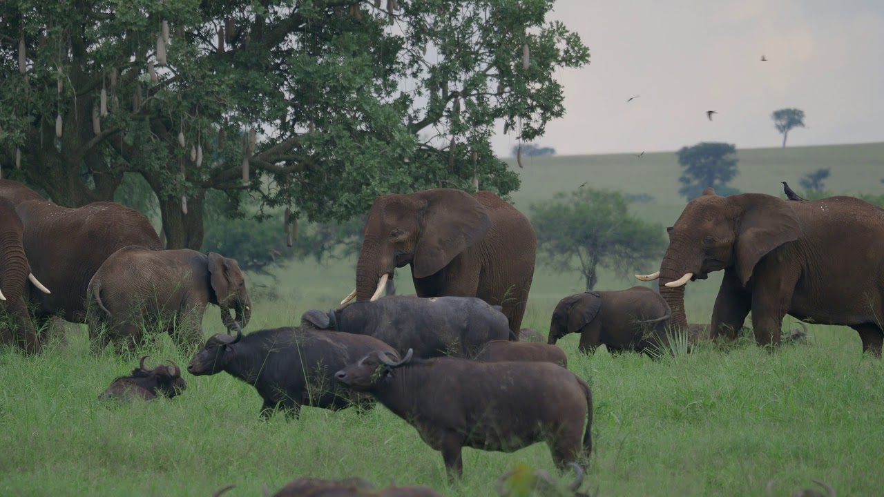 Kidepo National Park, Uganda