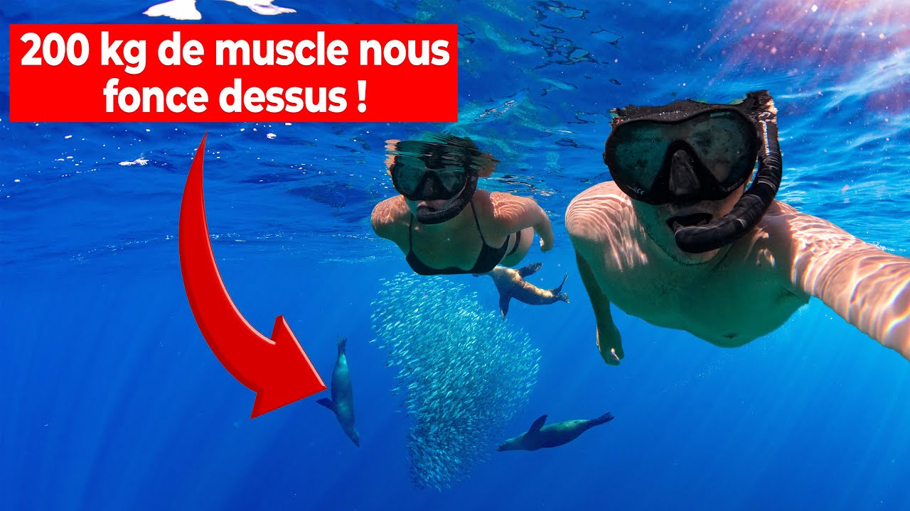 Grosse frayeur dans le Pacifique ! ( le cauchemar de ceux qui ont peur en nageant )
