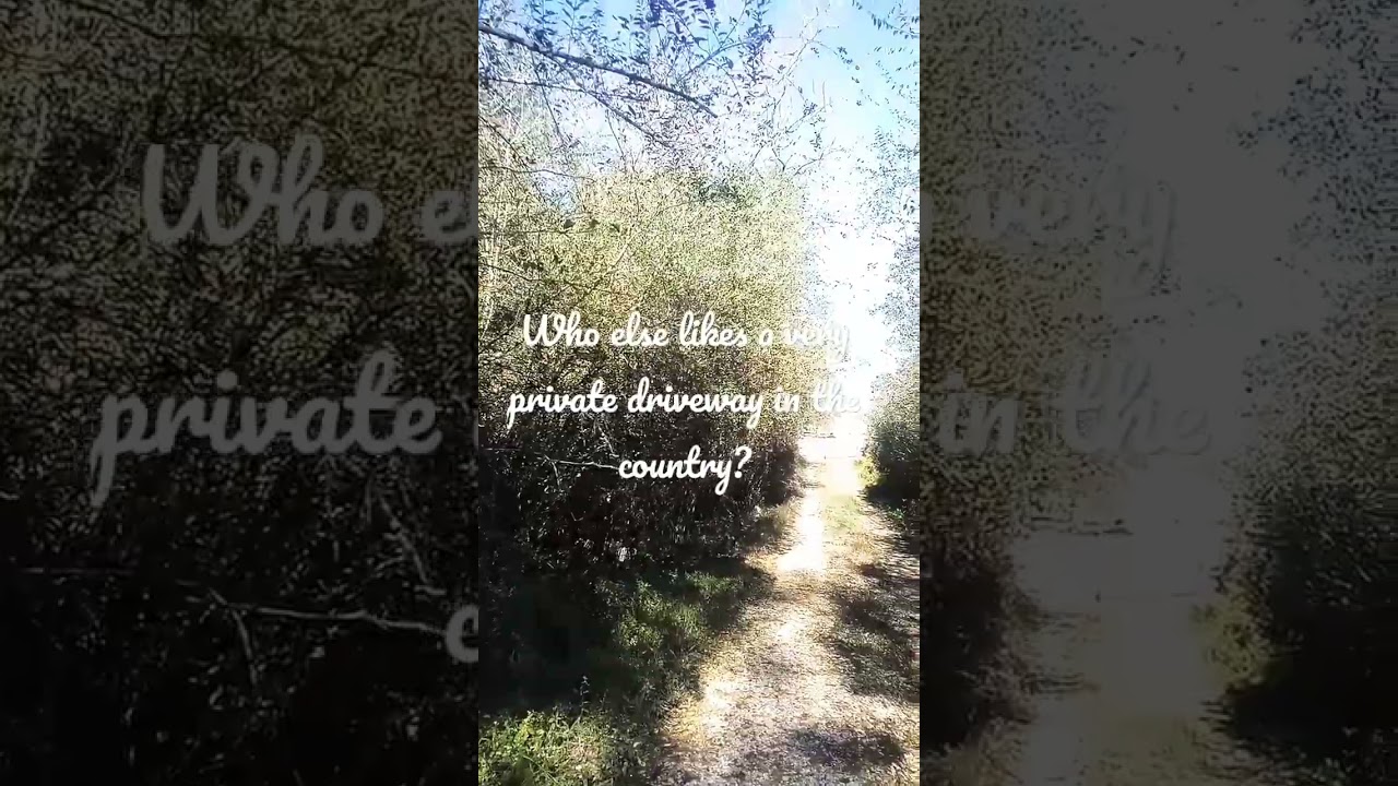 Tree lined private driveway/ #rural #life #driveway #private #tree #lined #country