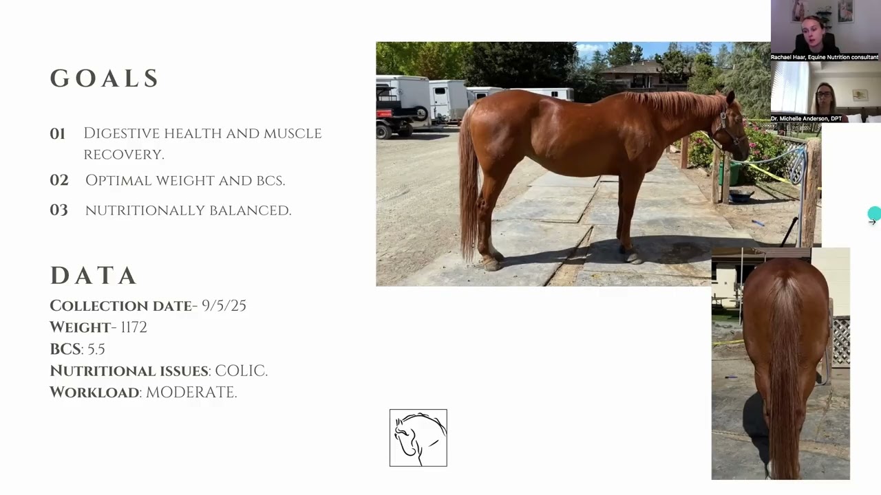 Inside a Real Equine Nutrition Analysis with a Hay Test