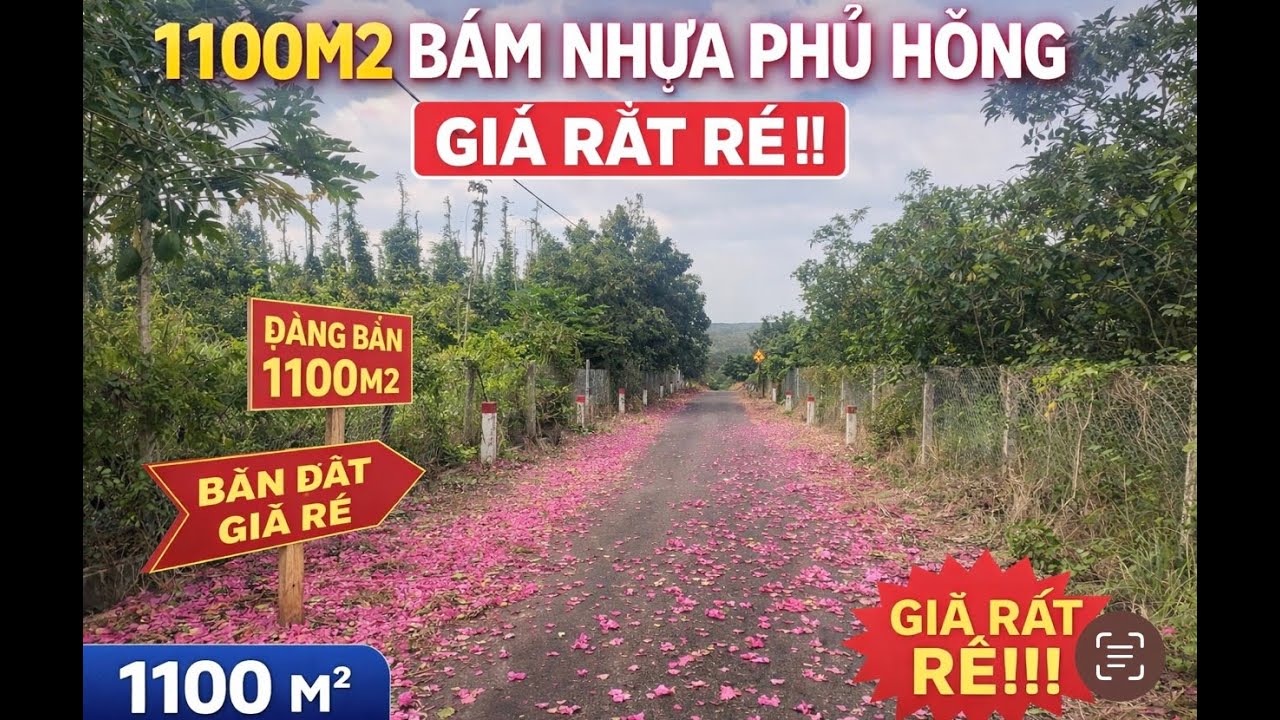 mảnh vườn đẹp quá phủ hồng bám nhựa ở BR-VT. 1100m2 bám nhựa tận 15m mà giá chỉ 1 TỶ HƠN.