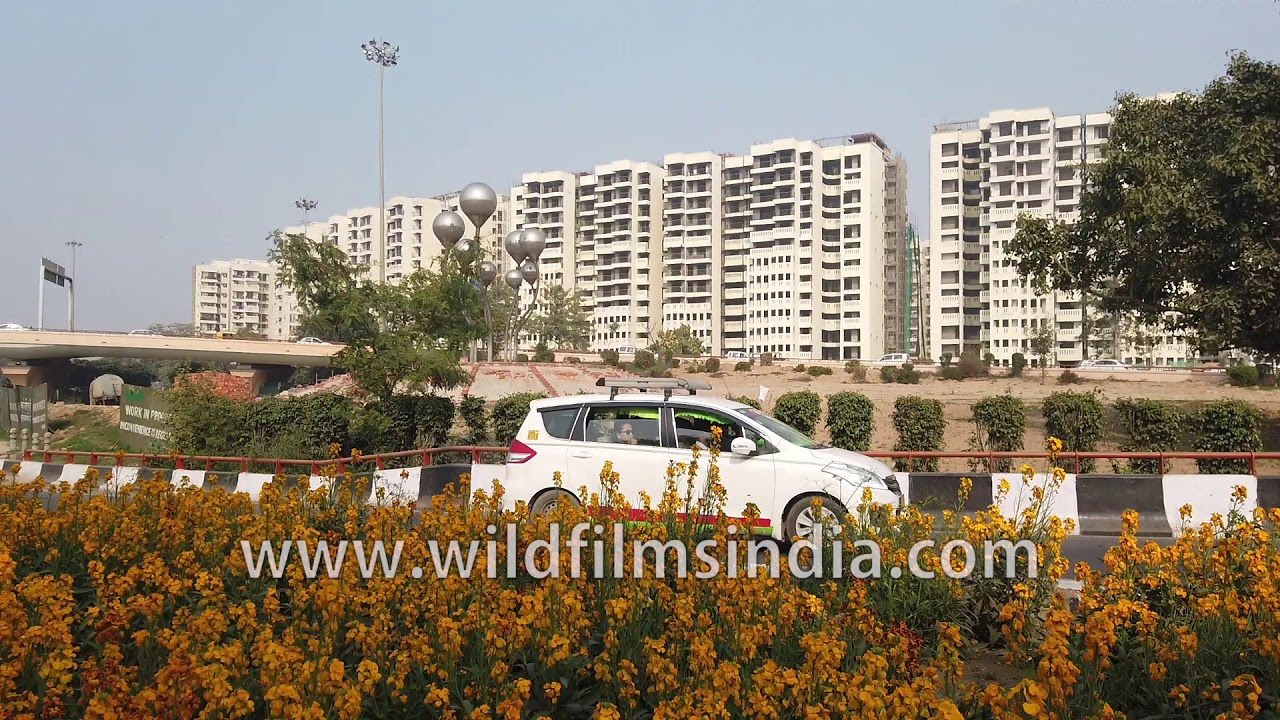 Springtime in Delhi - AIIMS flyover and roundabout with yellow Erysimum Wallflowers aplenty