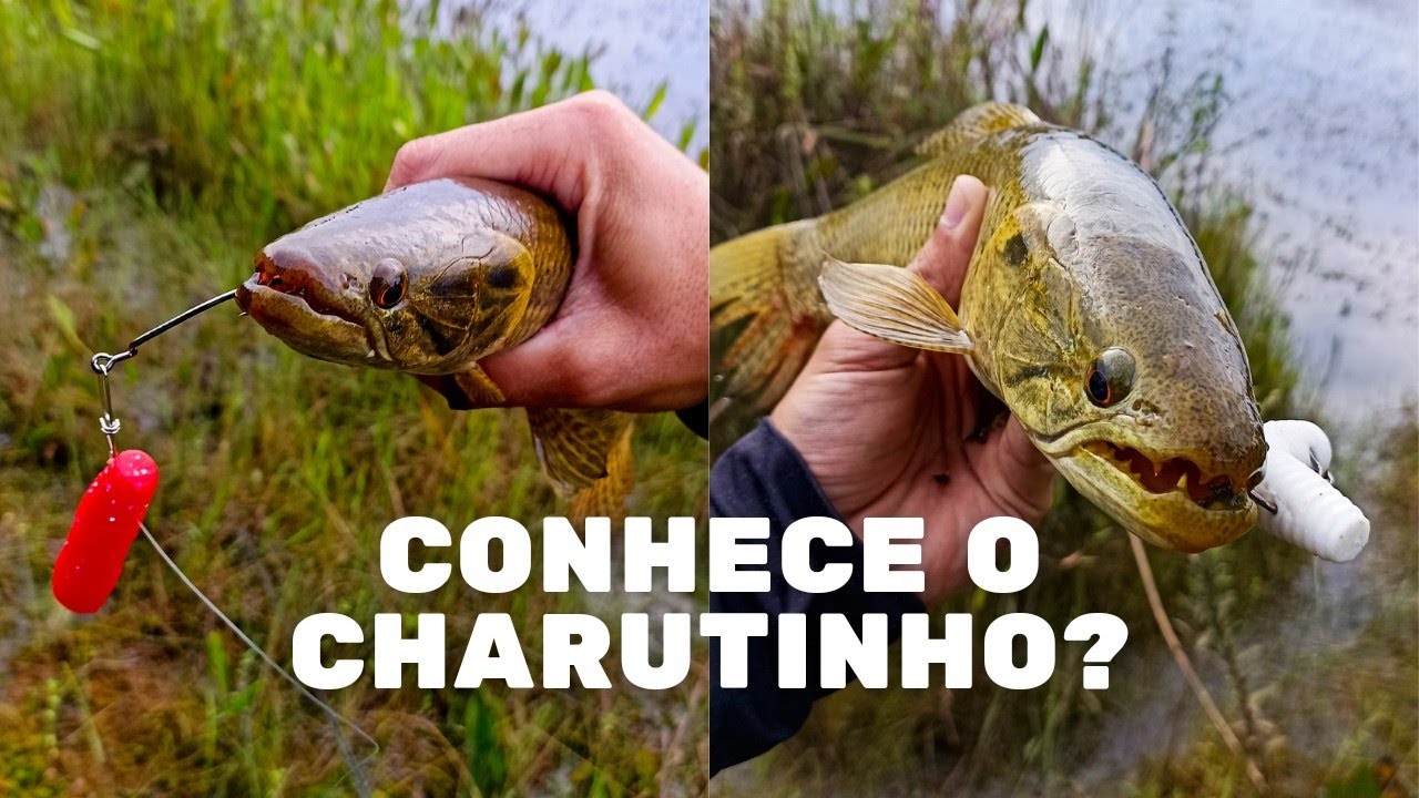 MELHOR ISCA PARA TRAIRAS? PELO MENOS UMA DELAS! - Pesca de trairas