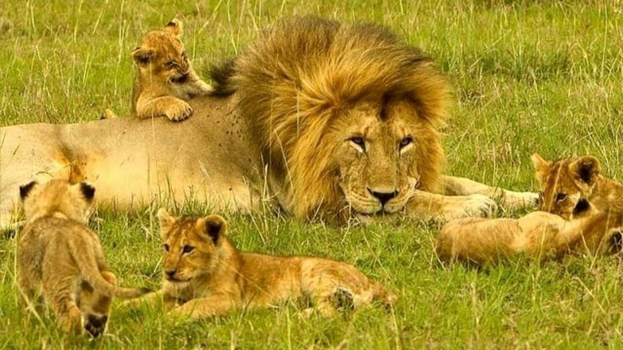 Oloimina Resting Peacefully with His Cubs Hoping to See This Again | Maasai Mara National Reserve