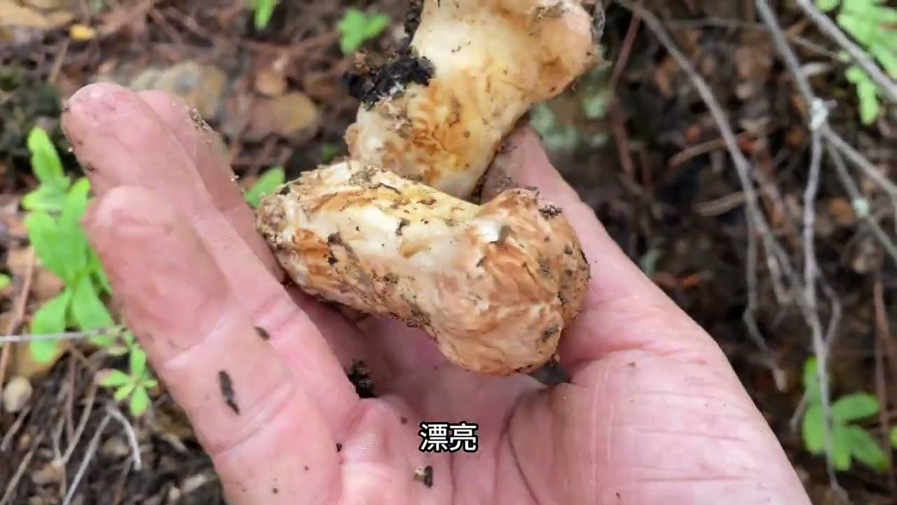 冲冲冲、进高山捡松茸、没想到碰见菌窝了、太好玩了、松茸老人头捡到爽      