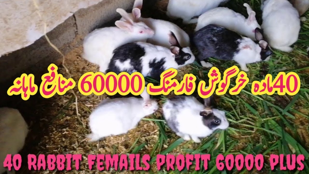 How to start Rabbit Farming Business 2019 || Rabbit Farming Cage System || khargosh Farming urdu