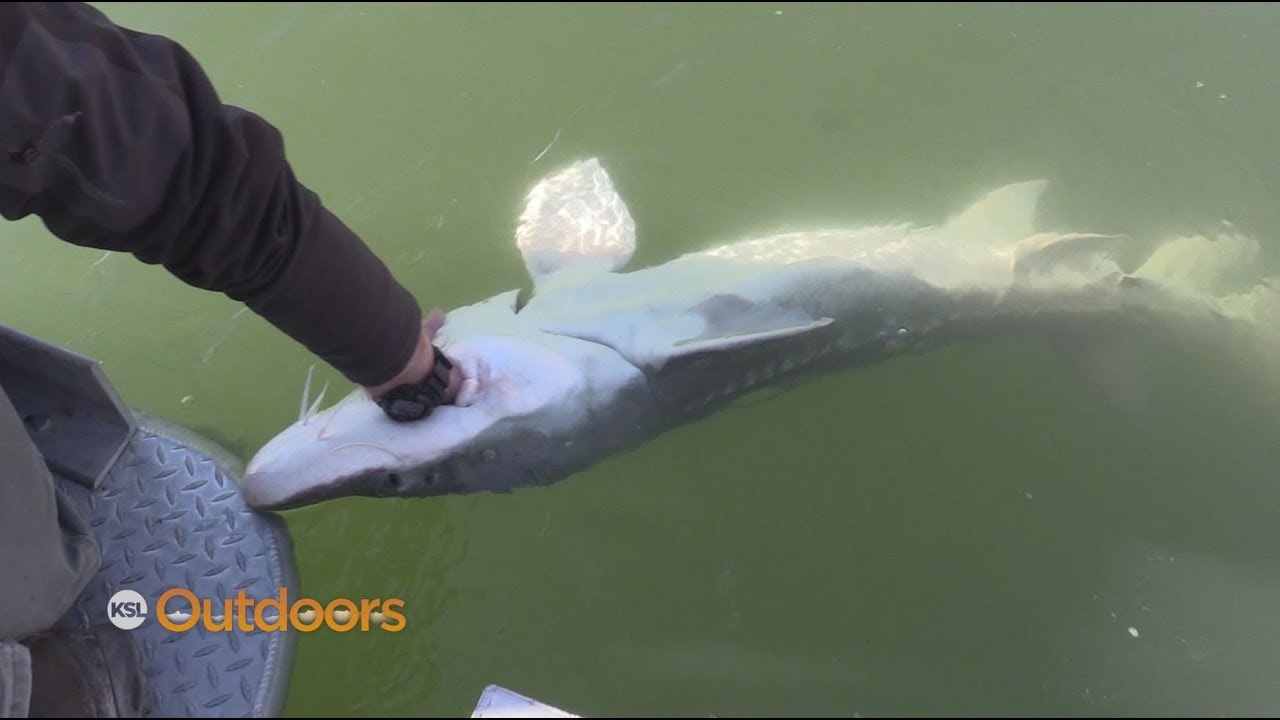 Fishing White Sturgeon on the Snake River