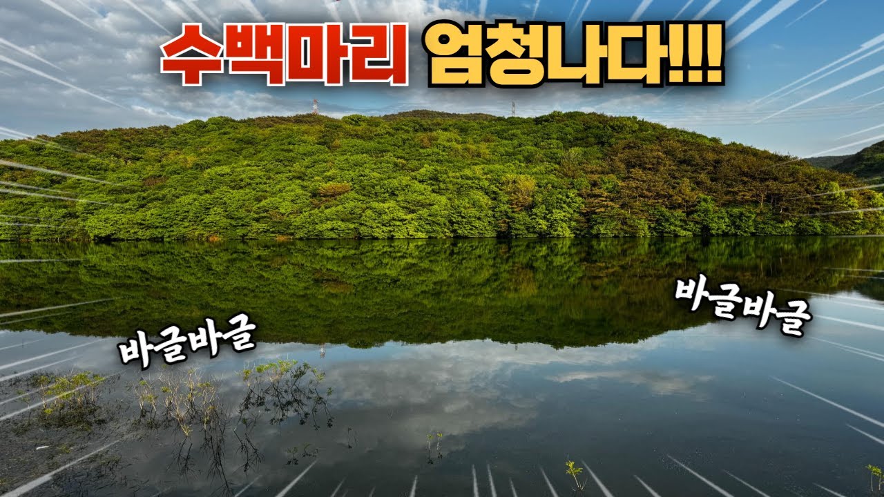 외래종이 넘치는 이곳!! 생태계 교란종 1초에 1마리 블루길 퇴치!! 직접 잡아서 먹어보자!!