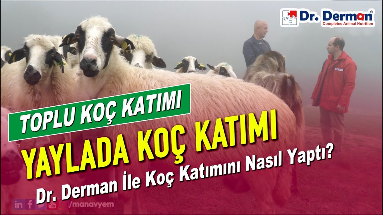 Toplu Koç Katımı | Dr. Derman'ı Koç Katımında Nasıl Kullandı?