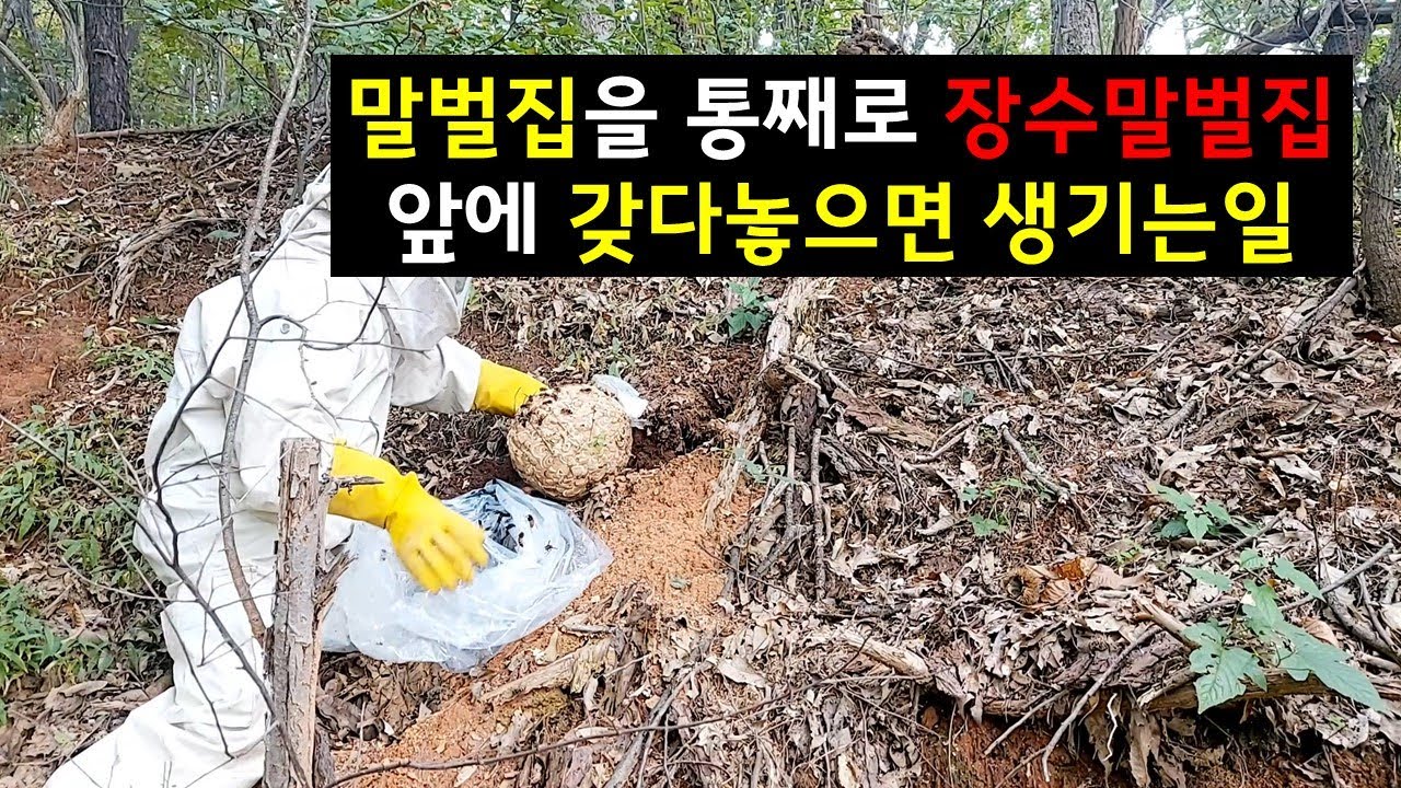 꿀벌 공격하는 놈들 서로 만나게 해주었습니다[사이다영상]