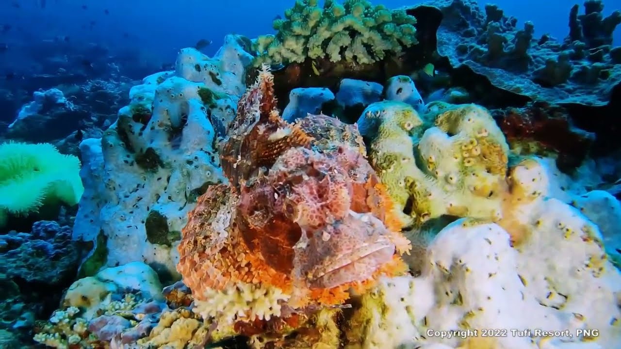Tufi Dive Resort Papua New Guinea. Spectacular Diving Weekend Trip