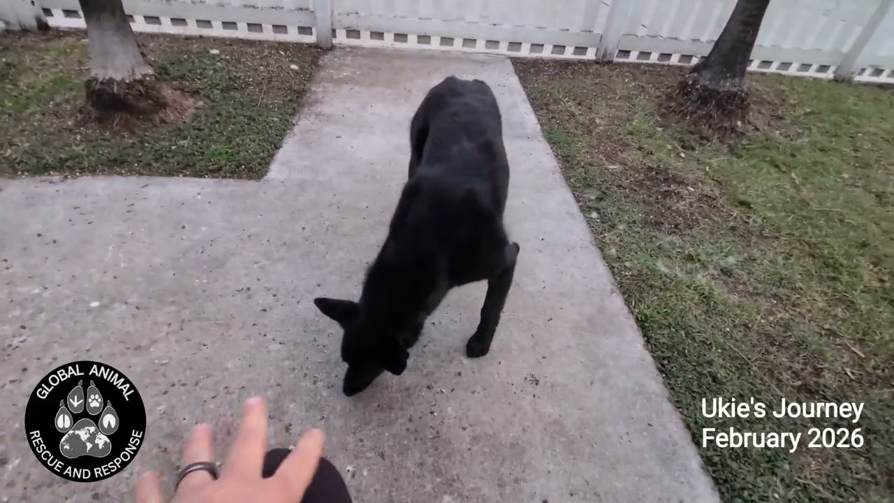 Ukie's Journey To His New Family (Feb 2026) @GARRescue