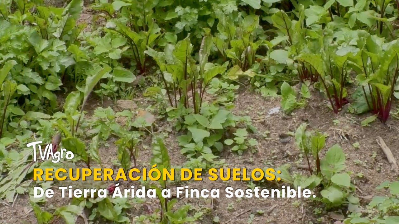 Recuperación de Suelos: De Tierra Árida a Finca Sostenible - TvAgro por Juan Gonzalo Angel
