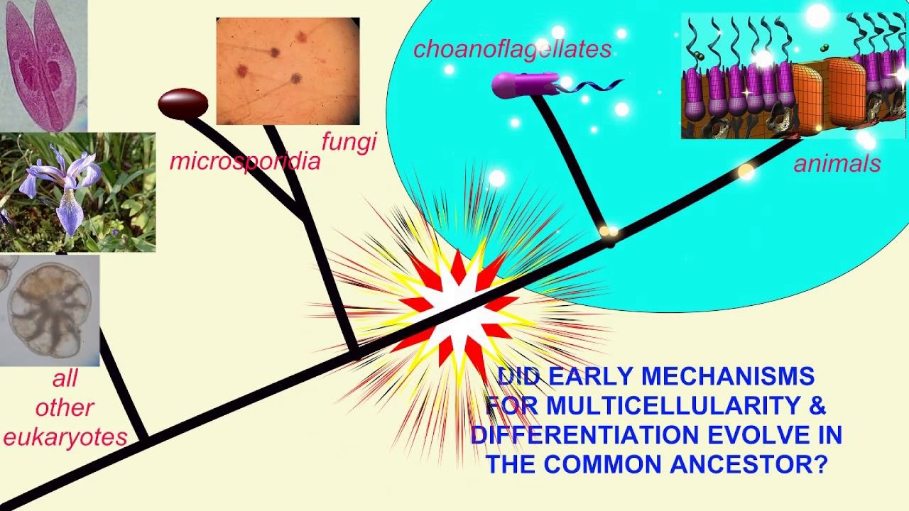 PROTISTA IS PARAPHYLETIC