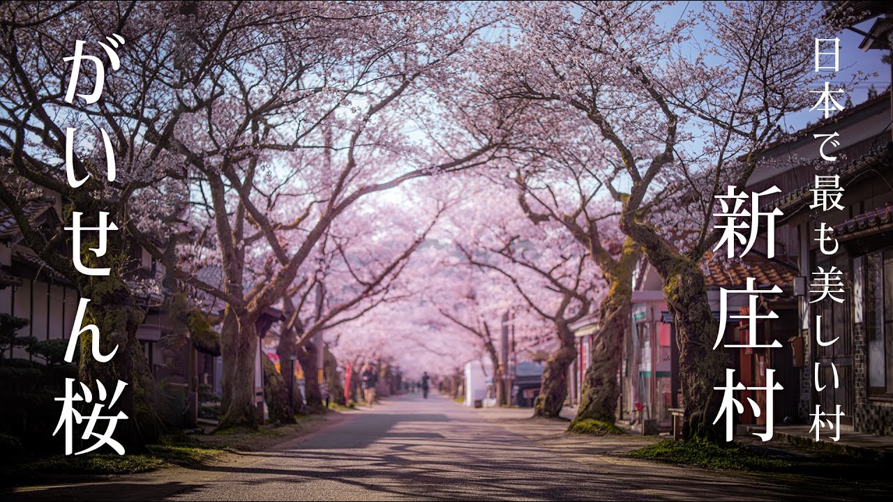 【日本の桜】新庄村｜宿場町に咲くがいせん桜 4K｜Cherry Blossoms in Japan｜Gaisen Sakura in Shōjō Village 4K