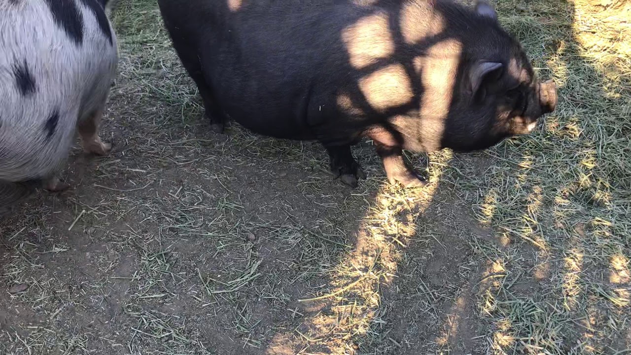 How to tell a Pot Belly pig from a Juliana pig