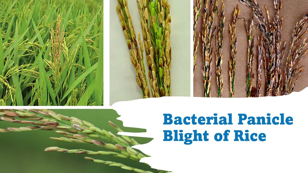 Bacterial Panicle Blight of Rice, How can we control this disease?