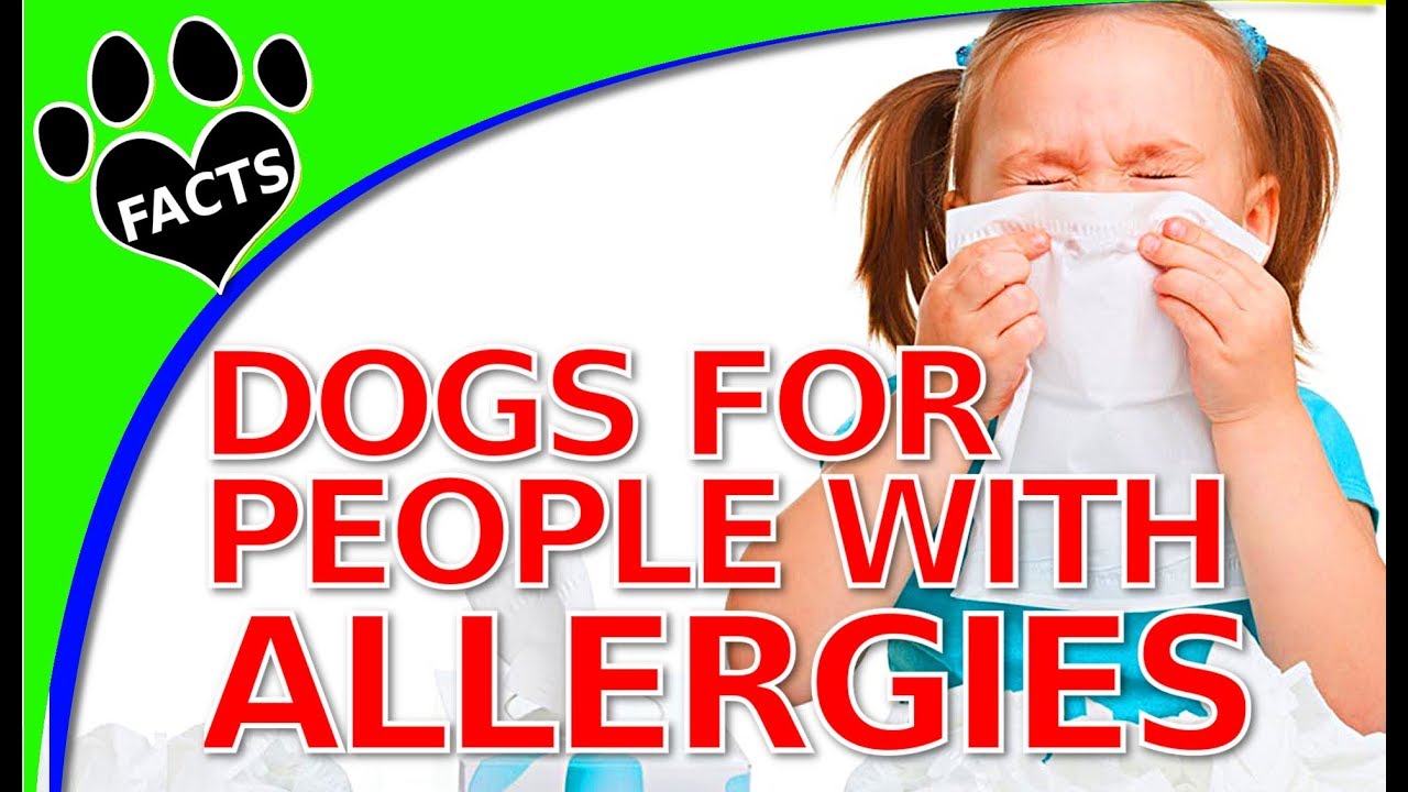 Top 10 Non Shedding Hypoallergenic Small Dogs - Dogs 101
