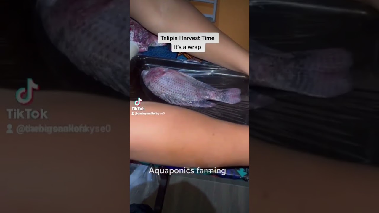 It's a wrap and it's Harvest time!  #Aquaponics  #offgridliving #tilapia #ghanalife