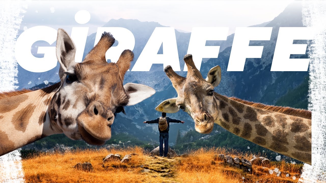 Giraffe in the Forest A Day of Activities in the Wild 🌳🦒 | Nature Adventure..