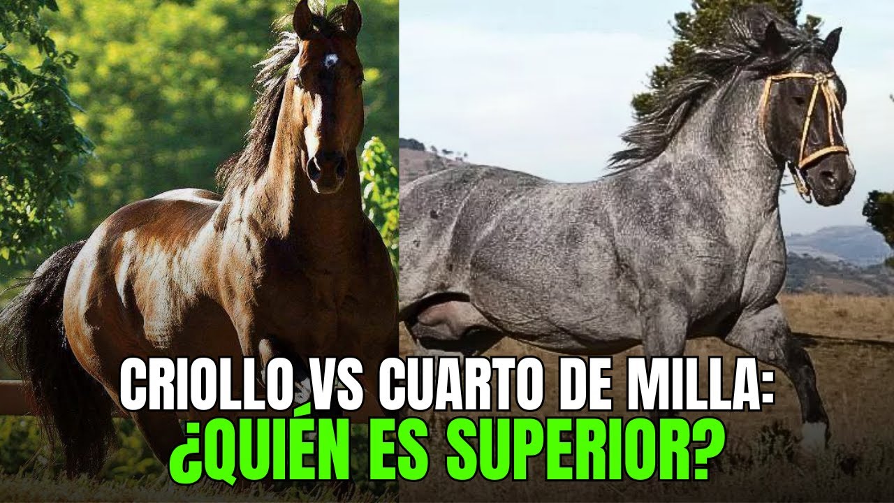 Cuarto de Milla vs. Cábalo Criollo: ¿Qué raza es 
