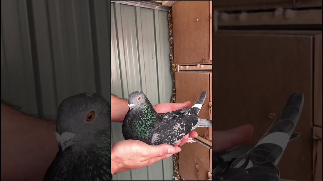 Dana 🕊️ Paloma hija del Pico de Gafarr&oacute;n y hembra de Chato Manchego 😍