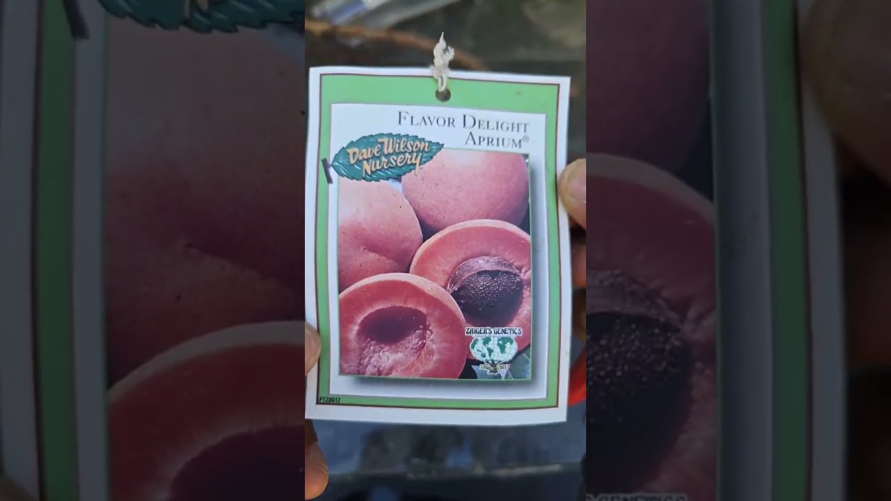 FLAVOR DELIGHT APRIUM BUDWOOD WINTER of 2025-2026