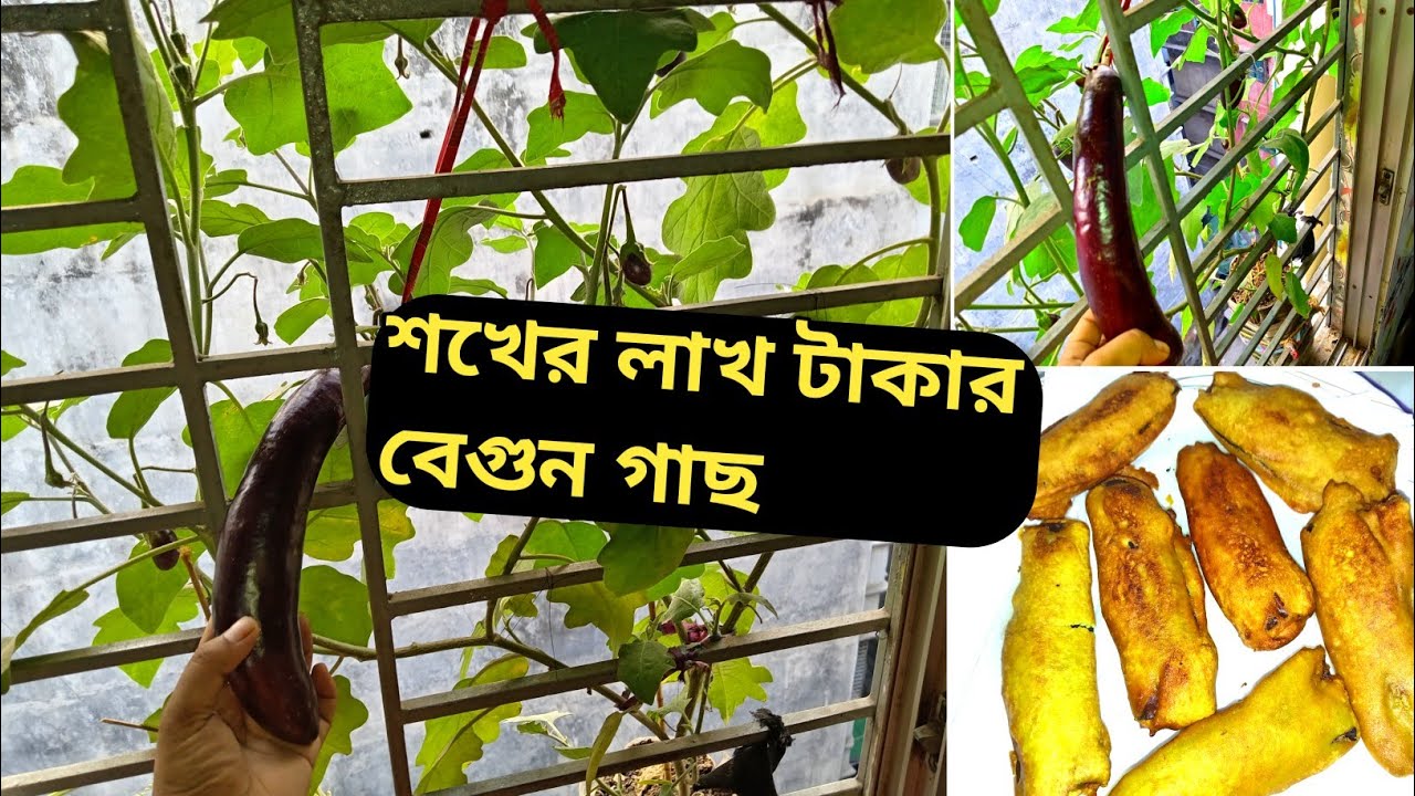 রমজান মাসে বেগুন কিনার কোন ঝামেলা নেই নিজের গাছের বেগুন দিয়ে পারফেক্ট বেগুনি রেসিপি🍆beguni recipe 
