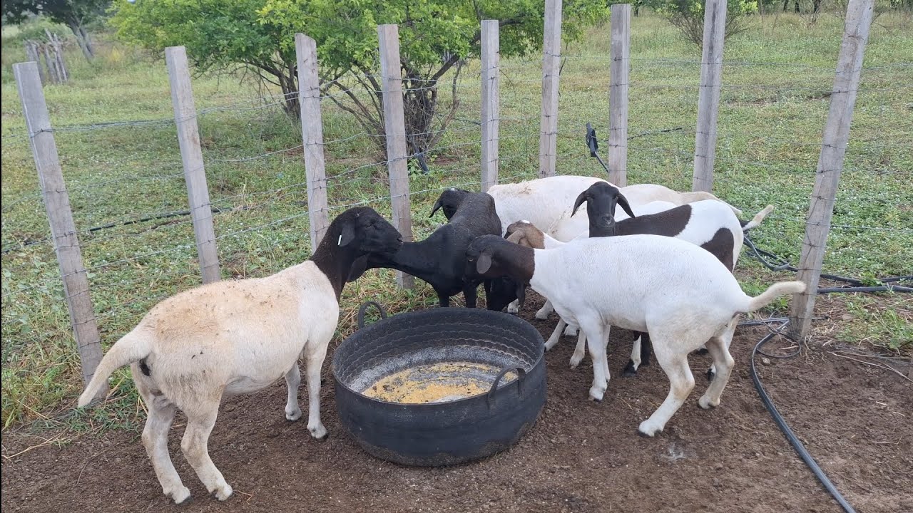 Implanta&ccedil;&atilde;o do sistema de choque para ovinos parte 02