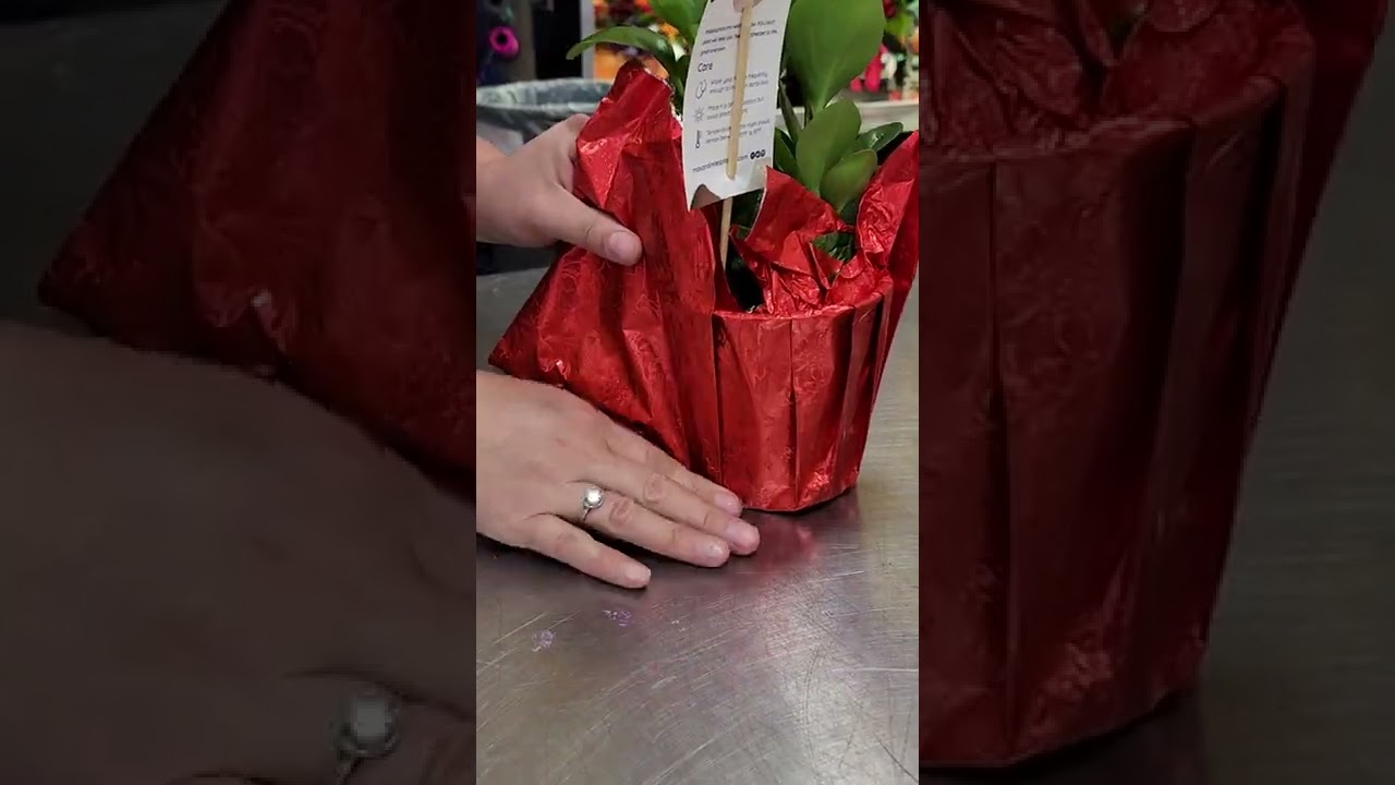 Wrapping a plant with foil