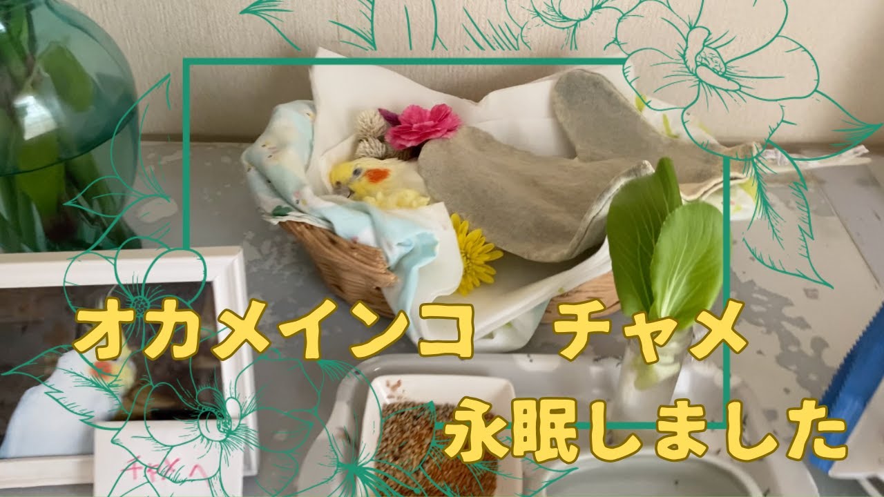 ご報告があります、チャメが永眠しました。(ご遺体がでます)